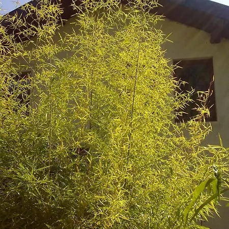 ゲストハウス Elfi 2*